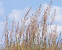 Indian Grass